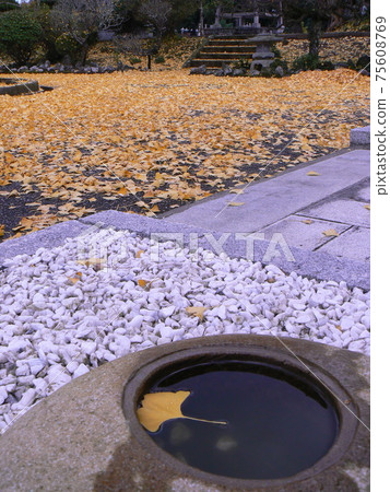 Ginkgo and Tsukubai Ginkgo and Tsukubai 75608769