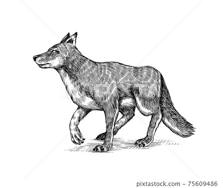 Gray wolf. Gray wolf. A predatory beast. Wild forest animal. Vector Engraved hand drawn Vintage old 75609486