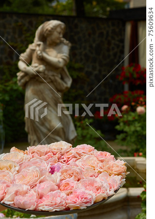 The bush of beautiful pink roses. Shallow dof. The bush of beautiful pink roses. Shallow dof. 75609634