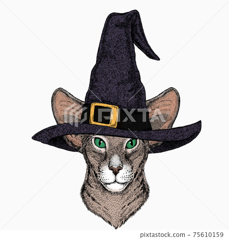 oriental cat_wizard2 oriental cat_wizard2 75610159