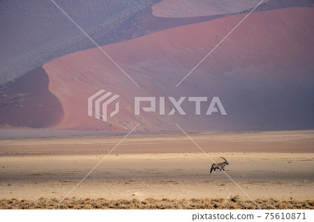 An oryx antilope in the desert of namib 75610871