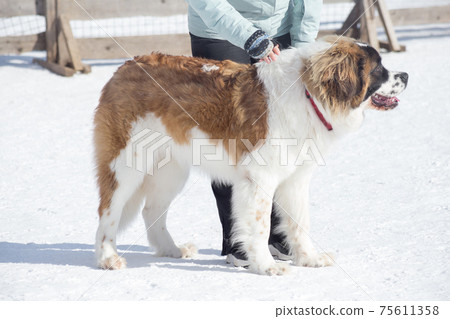Cute moscow watchdog puppy with his owner. 75611358