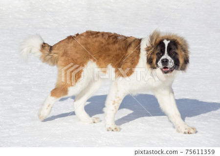 Moscow watchdog puppy is walking on white snow. 75611359