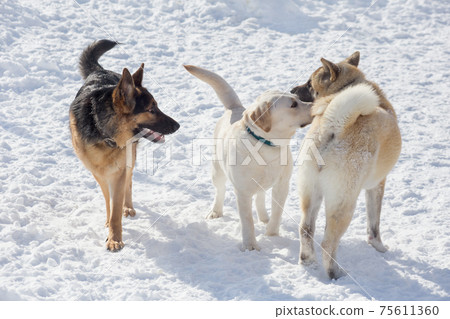 Three puppies are standing on a white snow in park 75611360