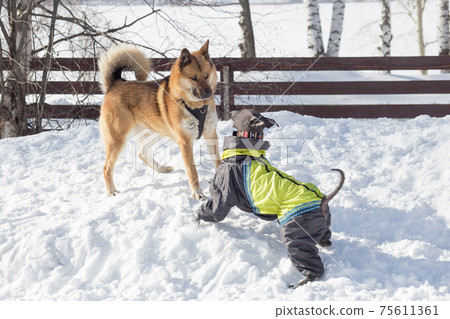 Cute mexican hairless dog puppy and multibred dog. Cute mexican hairless dog puppy and multibred dog. 75611361