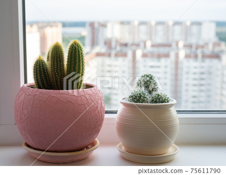 The Two cactuses stand on the windowsill 75611790