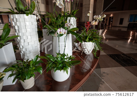 Many pot flowers in the interior of the hall Many pot flowers in the interior of the hall 75612617