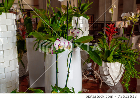 Many pot flowers in the interior of the hall 75612618