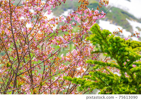 Wild cherry blossoms blooming in early summer at Tsugaike Natural Garden [Nagano Prefecture] 75613090