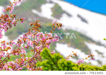 Wild cherry blossoms blooming in early summer at Tsugaike Natural Garden [Nagano Prefecture] 75613091