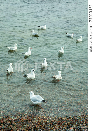 Flock of gull in clear winter sea Flock of gull in clear winter sea 75613383