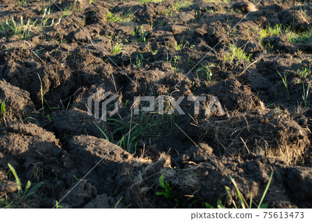 Fragment of the plowed land with weed 75613473