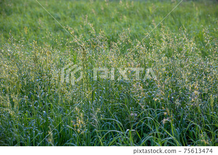 The Beautiful bluegrass meadow grass close up The Beautiful bluegrass meadow grass close up 75613474