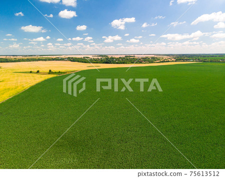 Top view of corn and sunflower fields in Russia 75613512