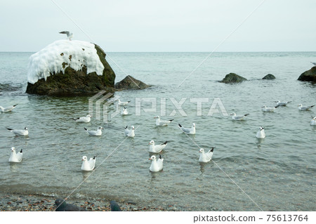 Flock of gull in clear winter sea 75613764