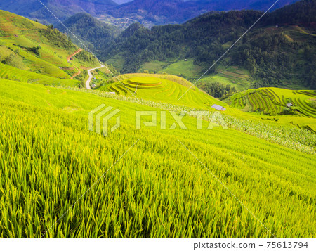 Mu Cang Chai typical landscape with lush terraced rice fields, Yen Bai Province, northern Vietnam Mu Cang Chai typical landscape with lush terraced rice fields, Yen Bai Province, northern Vietnam 75613794