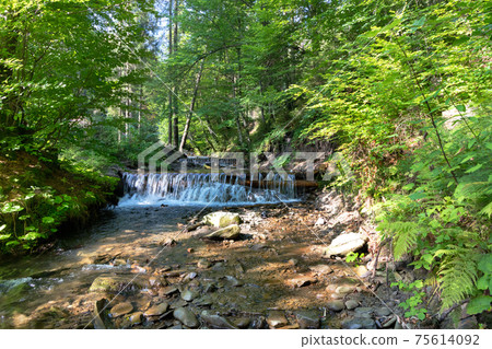Mountain river among the green Carpathian forest on a bright sunny day. Mountain river among the green Carpathian forest on a bright sunny day. 75614092