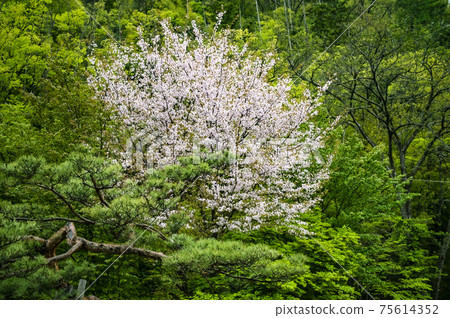 Cherry blossoms in the mountain forest 75614352