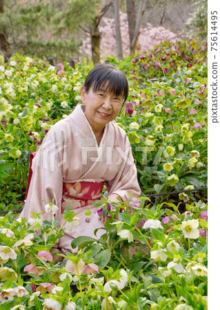 Woman in kimono with Christmas rose 75614495
