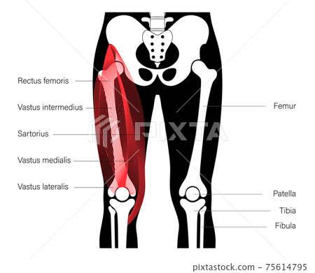 Muscular system legs 75614795