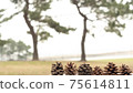 Pinecone 75614811