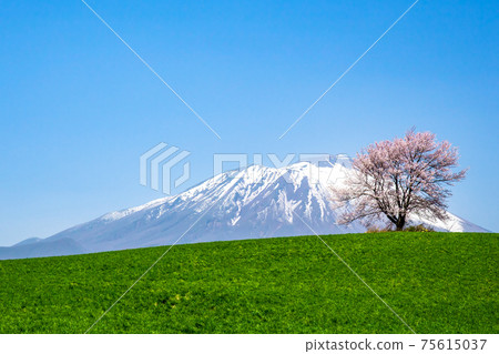 岩手山和春天的櫻花 75615037