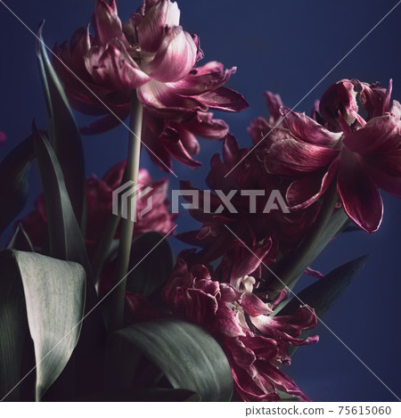 Close up of dried parrot tulips. Close up of dried parrot tulips. 75615060