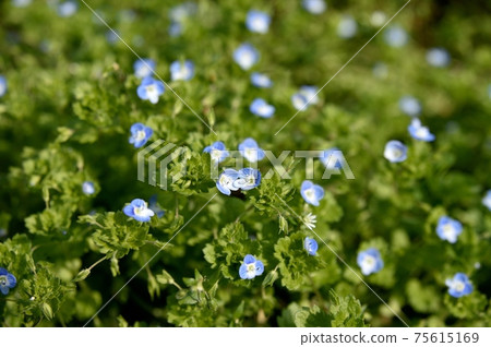 波斯Speedwell 波斯Speedwell 75615169