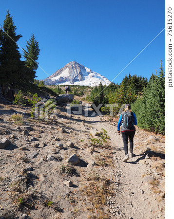 Woman on the Tilly Jane Trail on Mount Hood, Oregon. 75615270