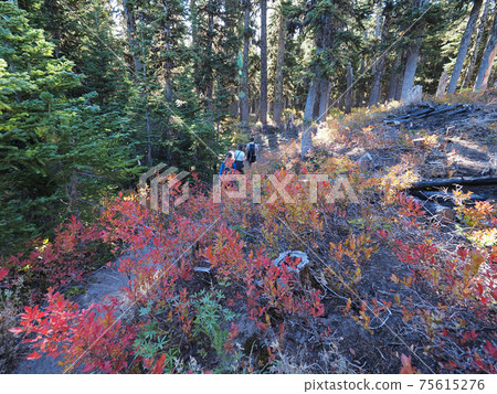 Hikers on the Tilly Jane Trail on Mount Hood, Oregon. 75615276