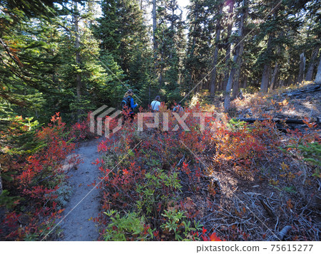 Hikers on the Tilly Jane Trail on Mount Hood, Oregon. Hikers on the Tilly Jane Trail on Mount Hood, Oregon. 75615277