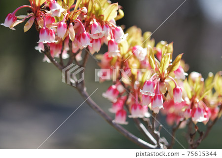 Redvein enkianthus Redvein enkianthus 75615344