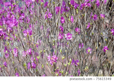 Genkai tsutsuji flower pattern Genkai tsutsuji flower pattern 75615349