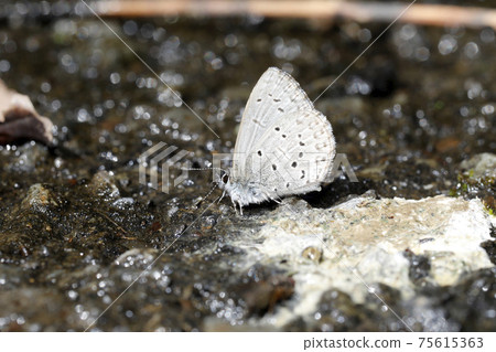 Sugitani lily resurface 75615363