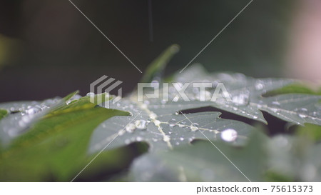 Raindrops on the leaves of papaya trees Raindrops on the leaves of papaya trees 75615373
