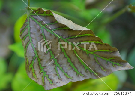 Leaves with interesting patterns made by nature Leaves with interesting patterns made by nature 75615374