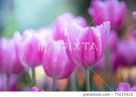 Beautiful bouquet of tulips. colorful tulips. nature background 75615428