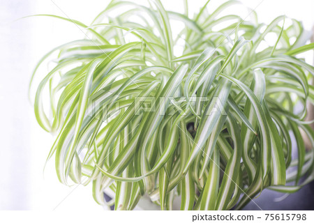 Orizriran Orizriran 75615798