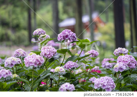 Mimuroto寺的繡球花 75616264