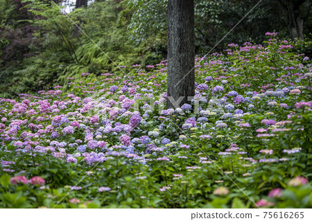 Mimuroto寺的繡球花 75616265