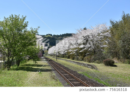 鹿兒島縣霧島市橫河市的櫻花和鐵軌 75616318