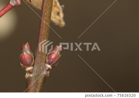 天然植物Mayumi,冬芽和葉痕。 2月中旬,看起來很難看的冬芽開始膨脹 天然植物Mayumi,冬芽和葉痕。 2月中旬,看起來很難看的冬芽開始膨脹 75616320