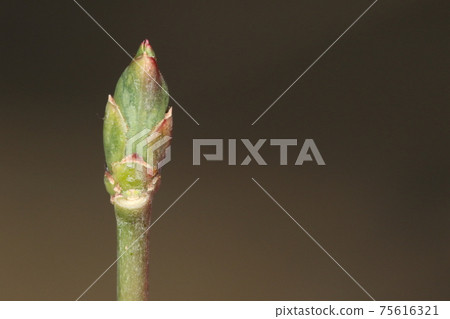 天然植物Mayumi，2月中旬。冬季紫紅色的樹枝變成綠色，冬芽開始膨脹。 75616321