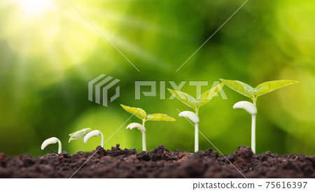 Growth order of young plants, plants or young trees on natural background. 75616397