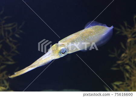 青森烏賊（水族館） 75616600