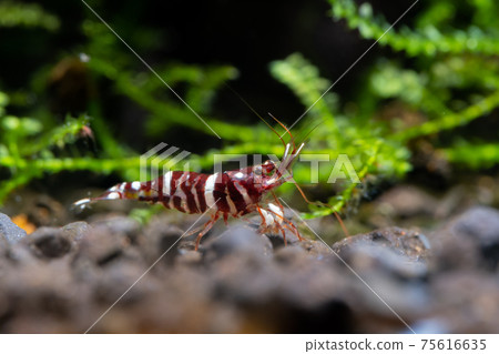 Sulawesi dwarf shrimp tigri type look for food in aquatic soil in fresh water aquarium tank 75616635