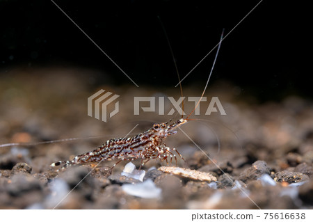 White orchid Sulawesi dwarf shrimp eat tablet shape food for shrimp and it stay in freshwater White orchid Sulawesi dwarf shrimp eat tablet shape food for shrimp and it stay in freshwater 75616638