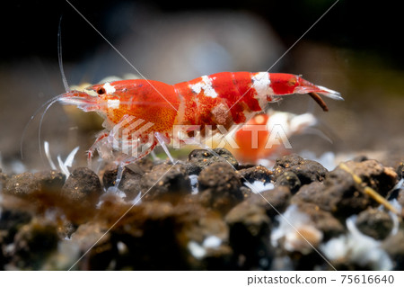 Pregnant crystal red dwarf shrimp look for food in aquatic soil and show eggs in stomach Pregnant crystal red dwarf shrimp look for food in aquatic soil and show eggs in stomach 75616640