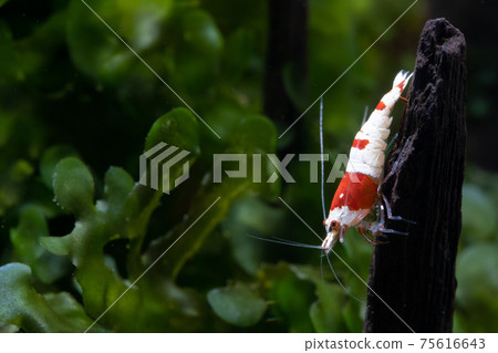 Close up red bee dwarf shrimp stay on timber with green algae as background in fresh water aquarium 75616643