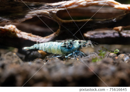 Blue bolt dwarf shrimp look for food on aquatic soil near timber in fresh water aquarium tank Blue bolt dwarf shrimp look for food on aquatic soil near timber in fresh water aquarium tank 75616645